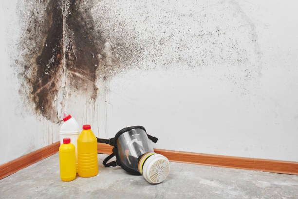 Best Post-Flood Mold Remediation in Venice, FL
