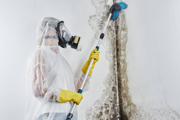 Best Basement Mold Remediation in Venice, FL