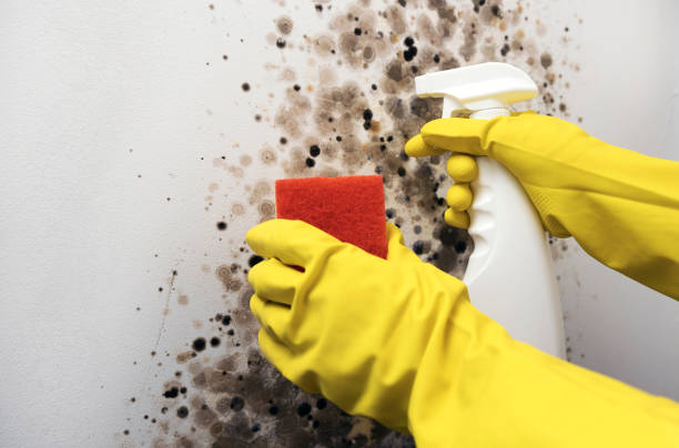 Best Bathroom Mold Remediation in Venice, FL