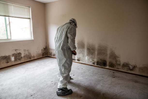 Best Attic Mold Remediation in Venice, FL