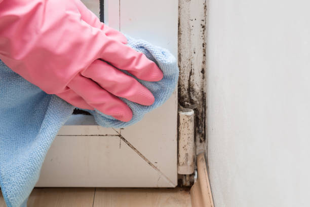 Best Bathroom Mold Remediation in Venice, FL